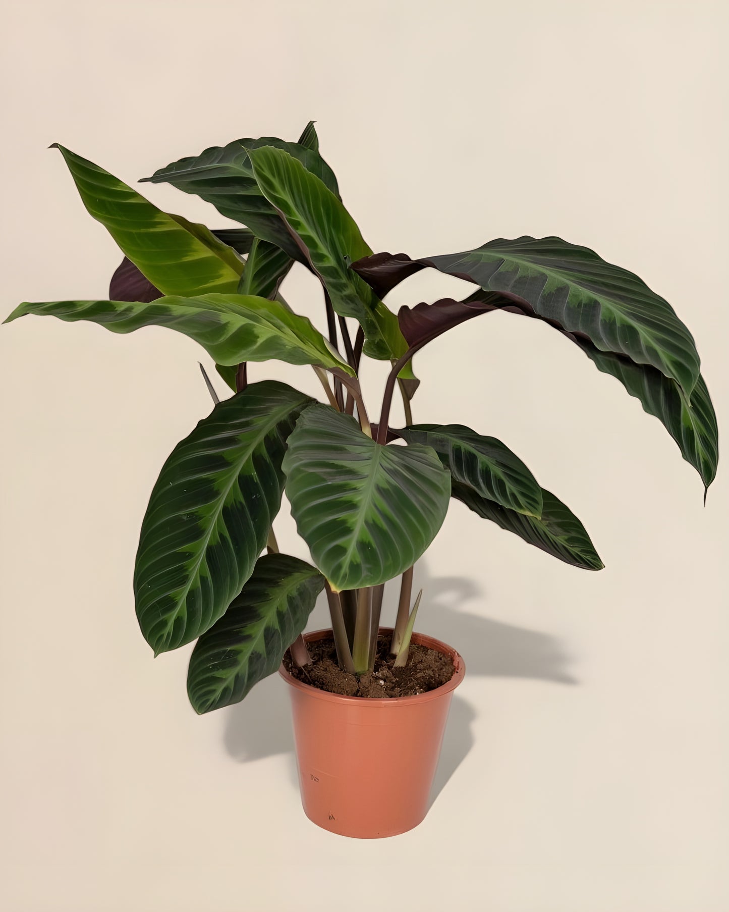 Calathea Warscewiczii