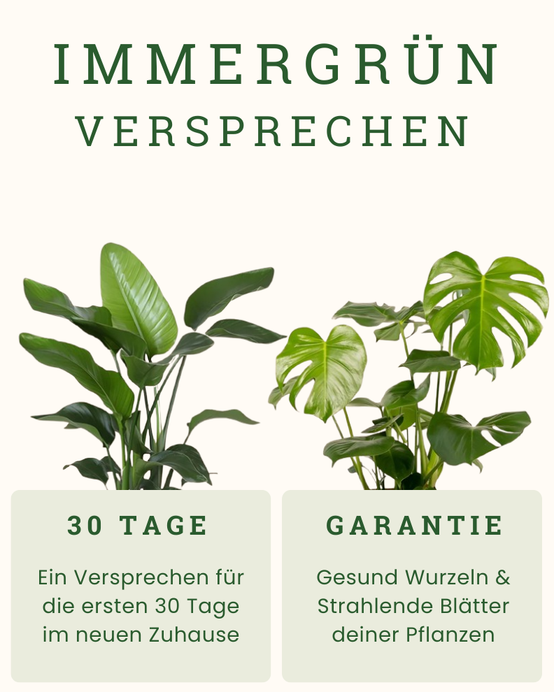 Asplenium Antiquum