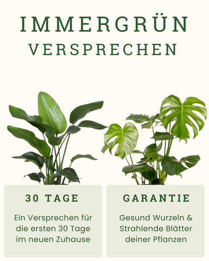 Asplenium Antiquum