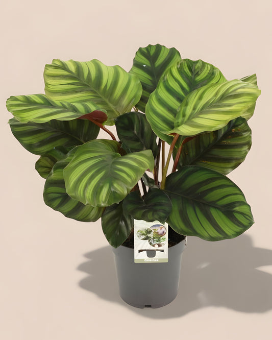 Calathea Fasciata