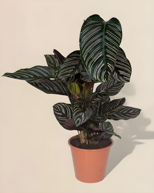 Calathea Ornata