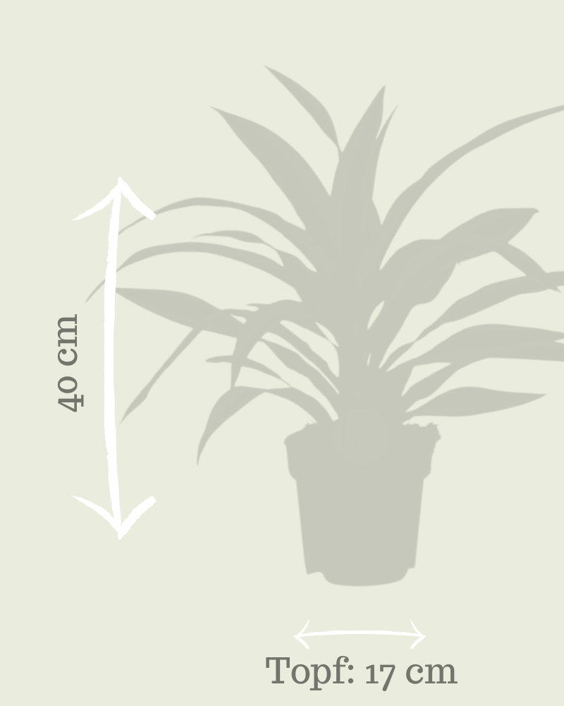 Dracaena Fragrans Lemon Lime