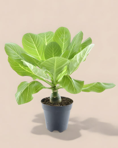 Brighamia Insignis