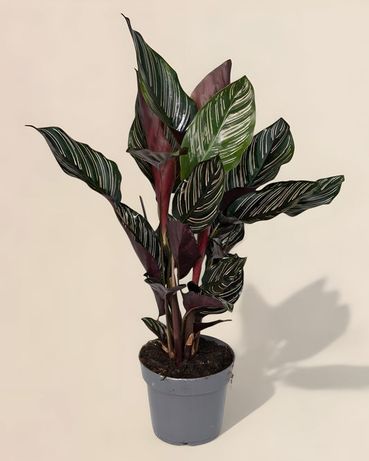 Calathea Ornata