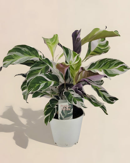 Calathea White Fusion