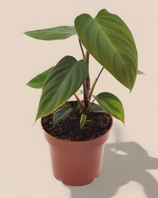 Philodendron Nangaritens