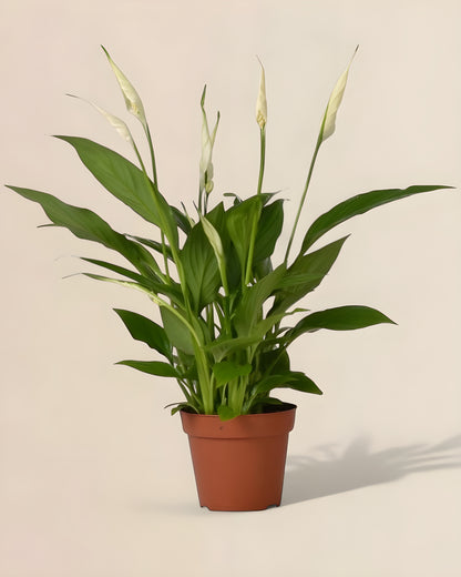 Spathiphyllum