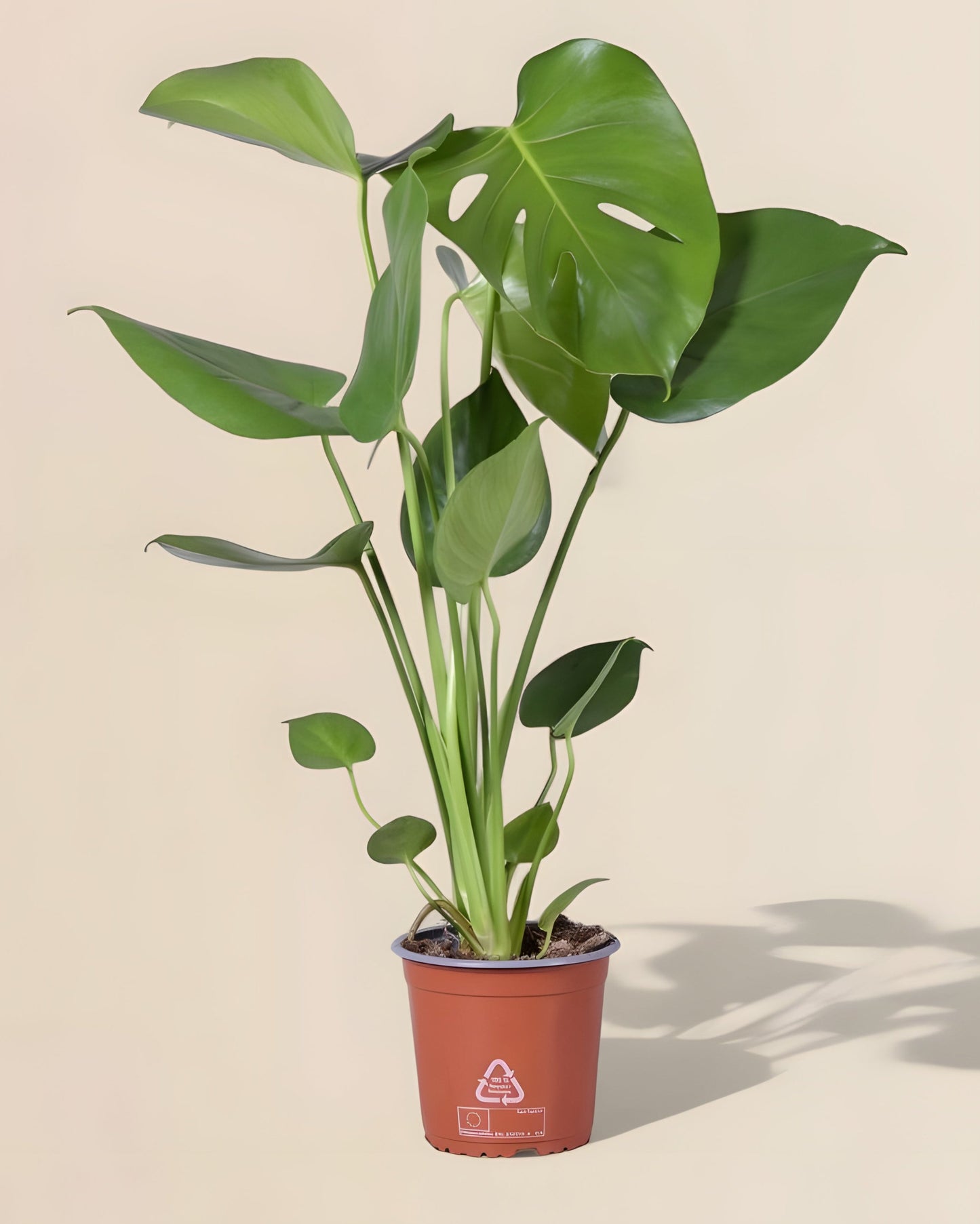 Monstera Deliciosa