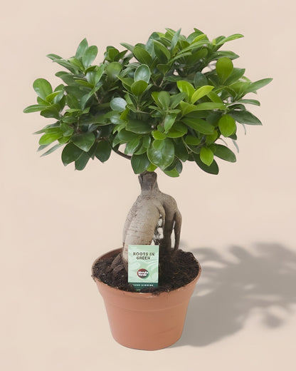 Ficus Ginseng