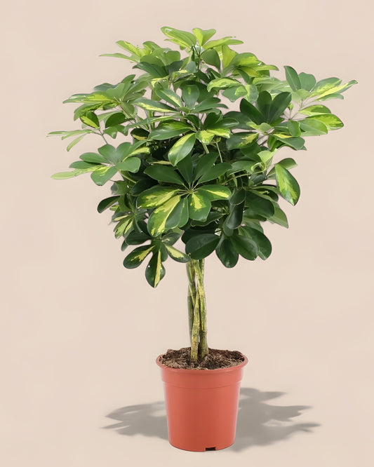 Schefflera Arboricola Gold Capella