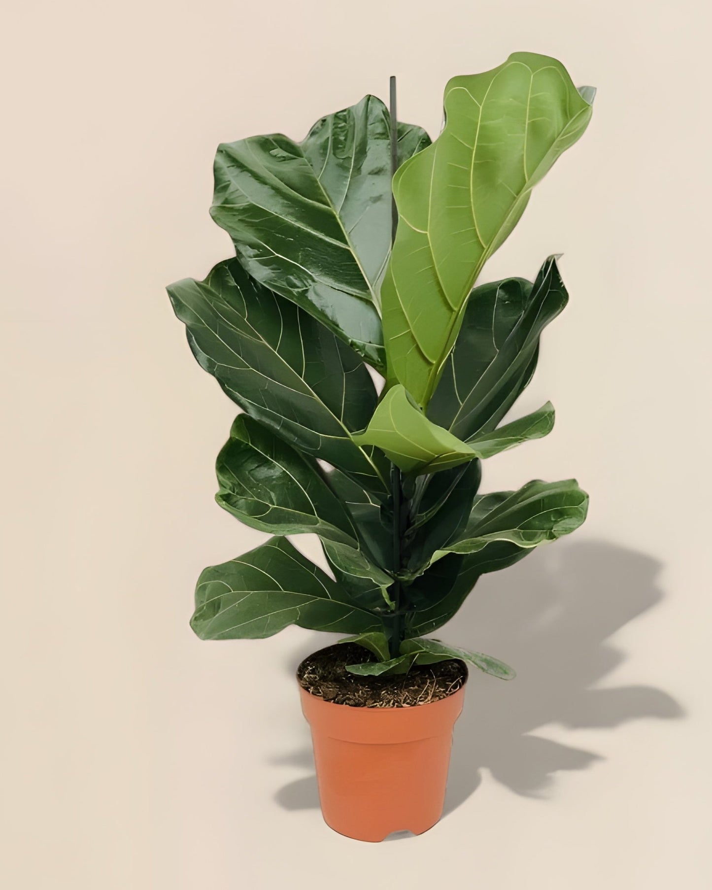 Ficus Lyrata