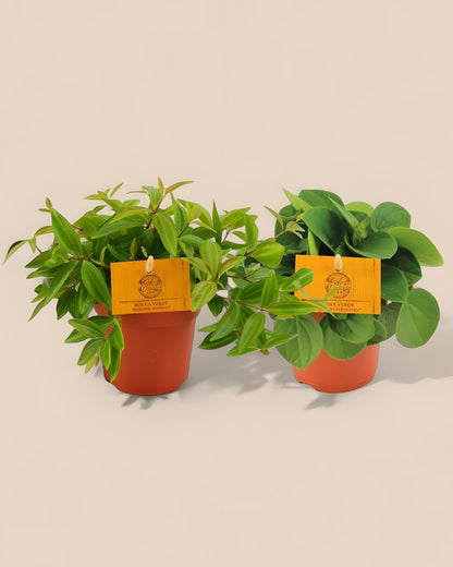 Peperomia Duo