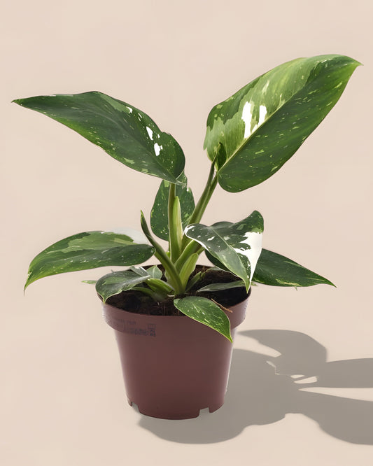 Philodendron White Princess