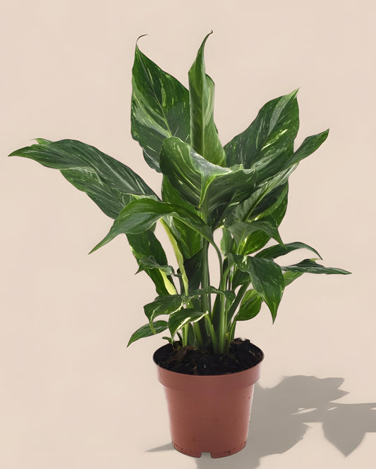 Spathiphyllum Diamond