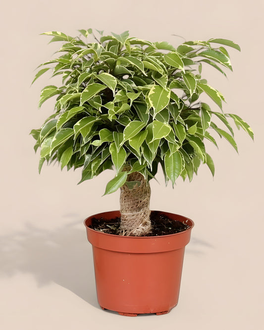 Ficus Benjamina Kinky