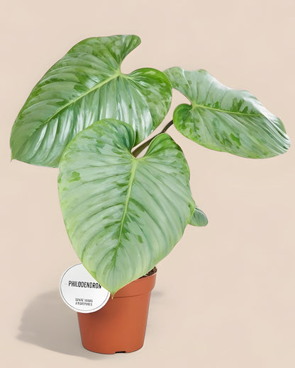 Philodendron Sodiroi