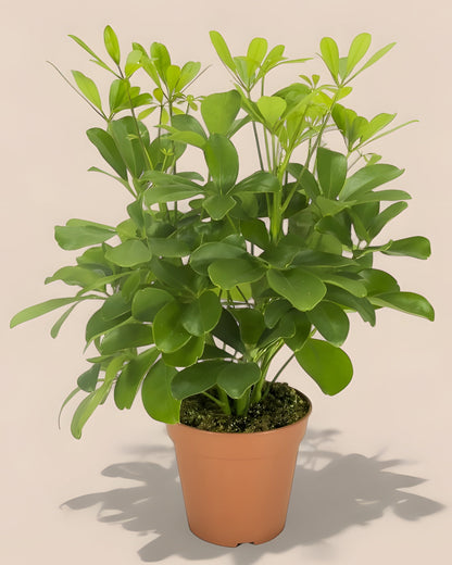 Schefflera Nora