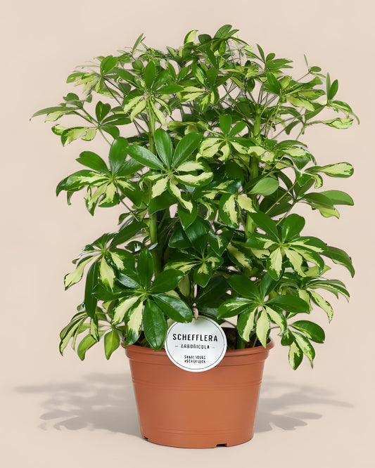 Schefflera Gerda