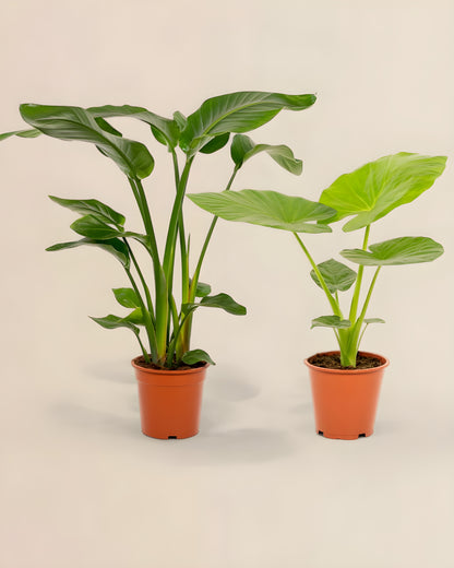 Strelitzia Nicolai + Alocasia Macrorrhiza