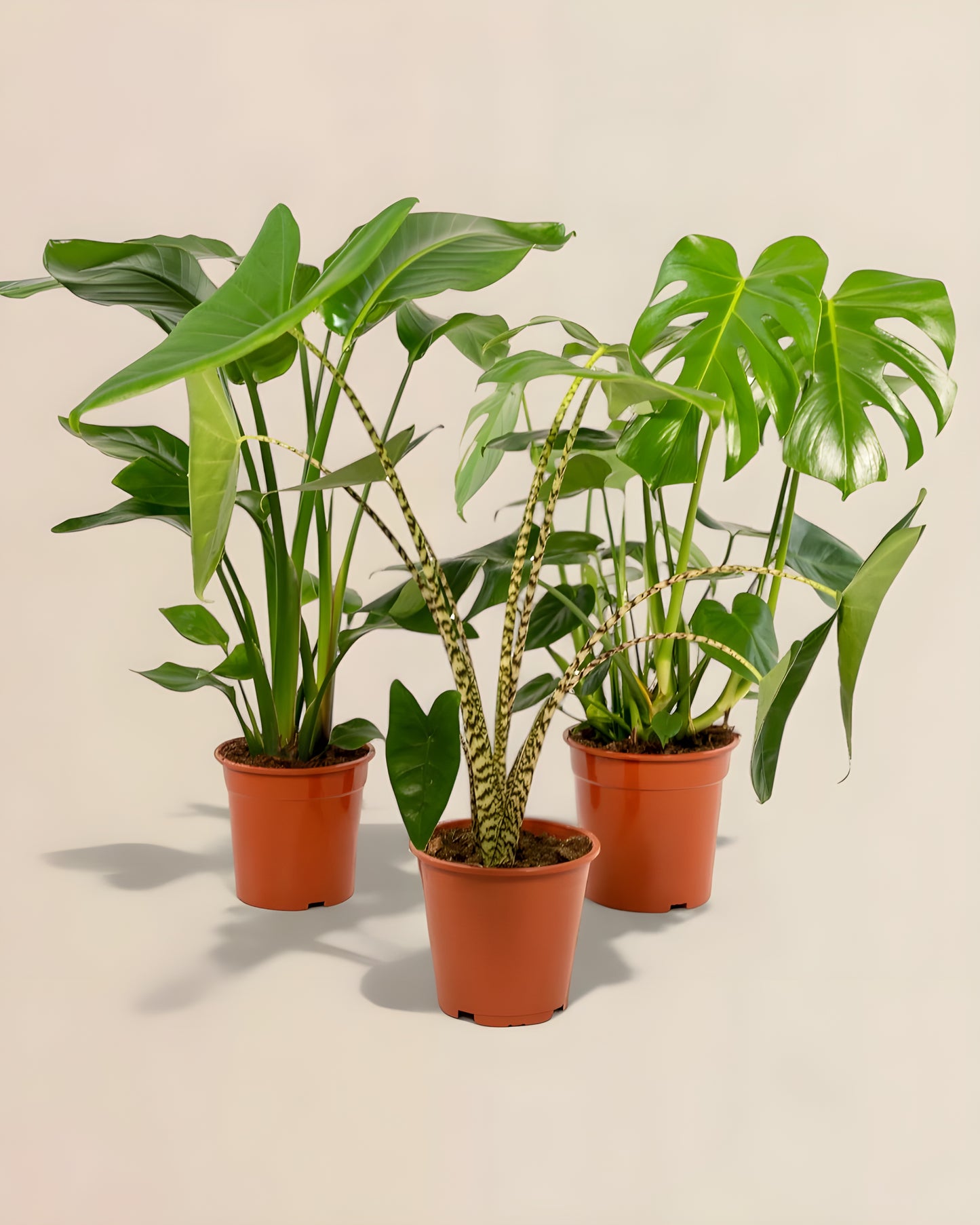 Monstera Deliciosa + Alocasia Zebrina + Strelitzia Nicolai