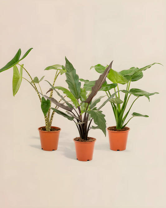 Alocasia Zebrina + Alocasia Cucullata + Alocasia Lauterbachiana