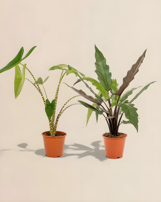 Alocasia Zebrina + Alocasia Lauterbachiana