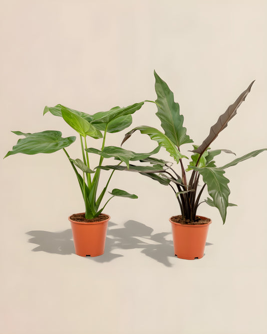 Alocasia Cucullata + Alocasia Lauterbachiana