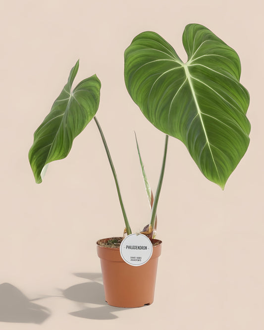 Philodendron Gloriosum