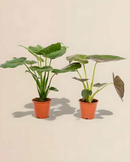 Alocasia Cucullata + Alocasia Wentii