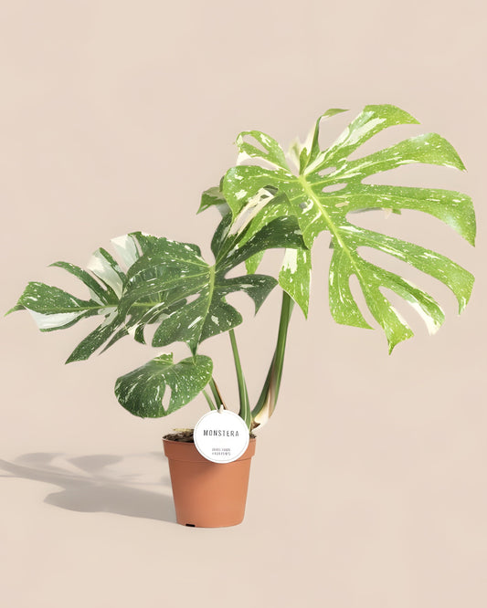 Monstera Thai Constellation