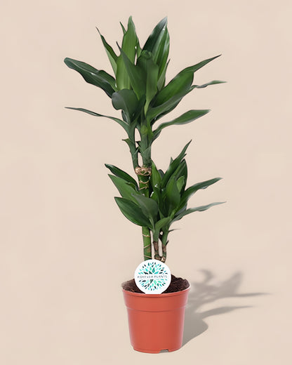 Dracaena Janet Lind