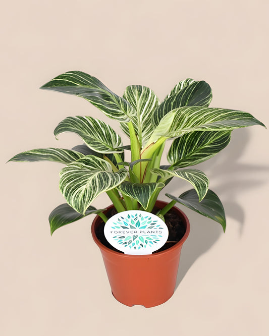 Philodendron Birkin