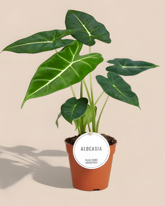 Alocasia Frydek