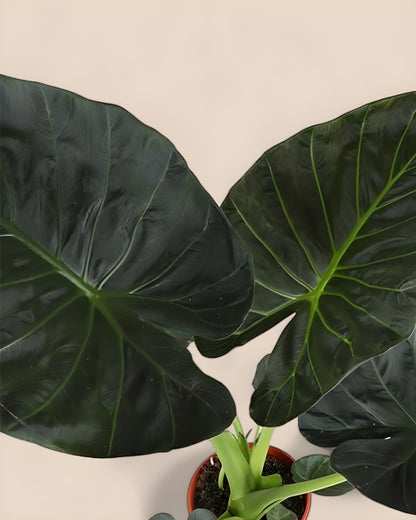 Alocasia Regal Shield