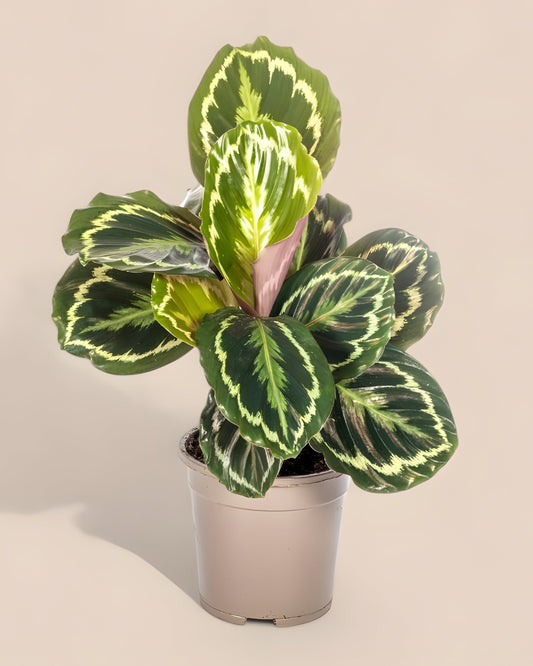 Calathea Medallion