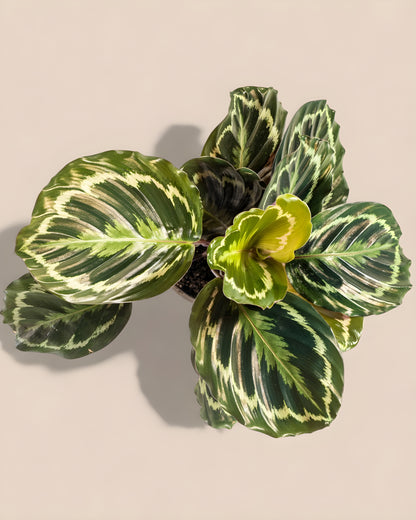 Calathea Medallion