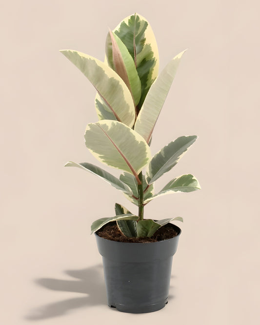 Ficus Elastica Tineke