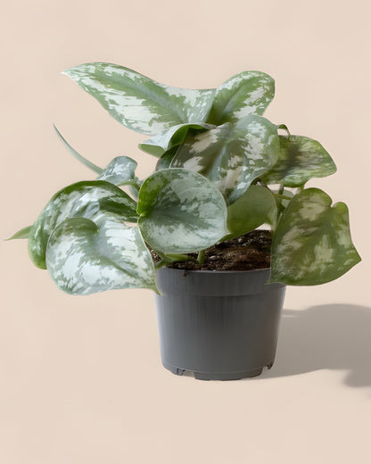 Philodendron Scandens Pictus