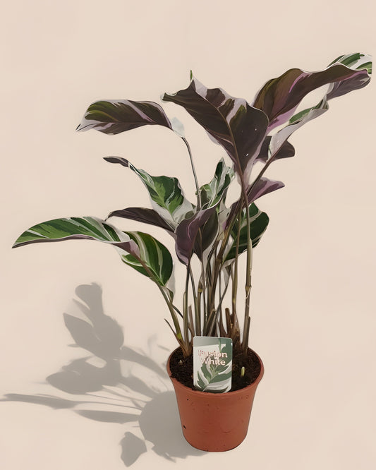 Calathea Fusion White