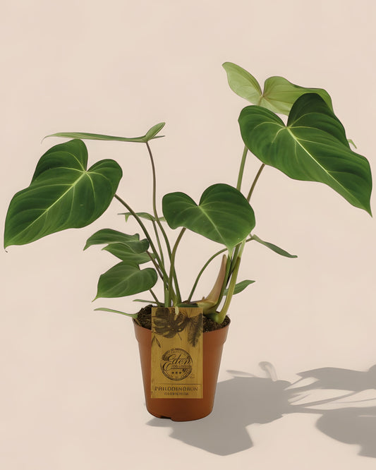 Philodendron Gloriosum