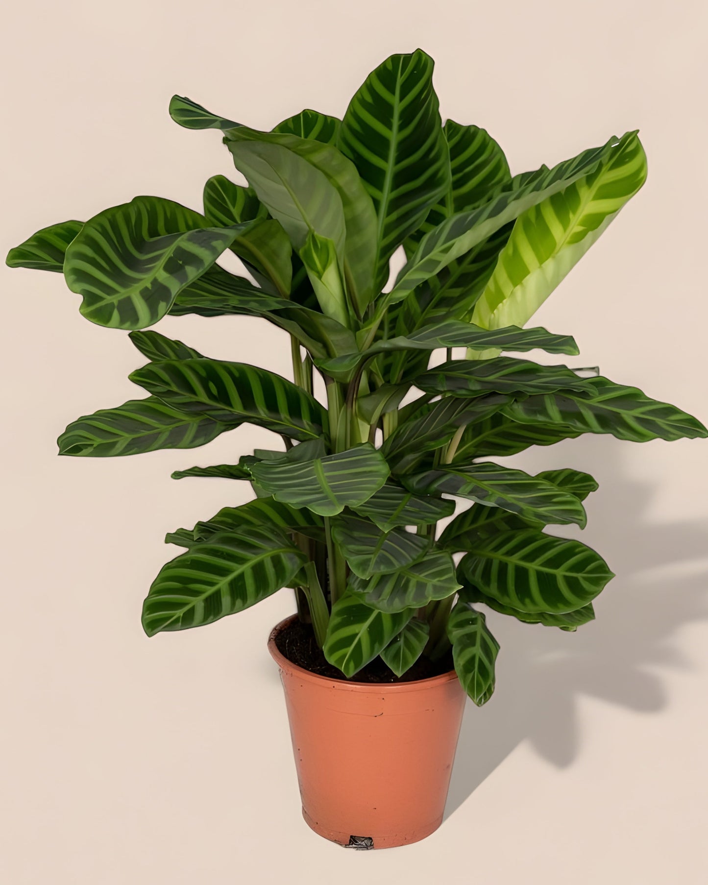 Calathea Zebrina