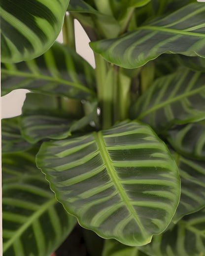 Calathea Zebrina