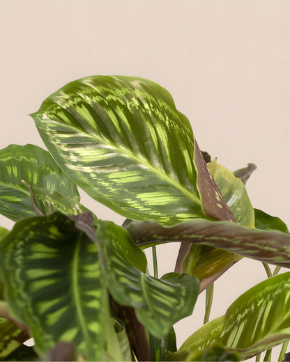 Calathea Flamestar