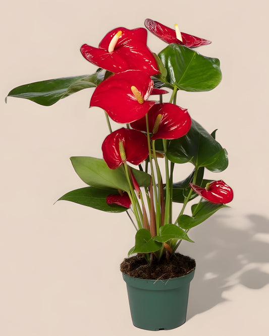 Anthurium Red