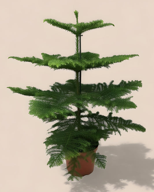 Araucaria Heterophylla