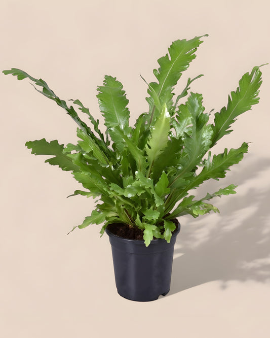 Asplenium Nidus