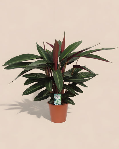 Calathea  Stripestar Living