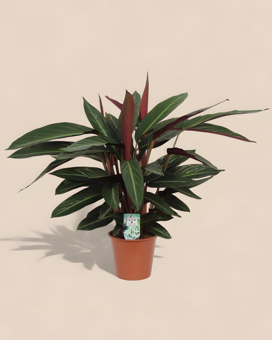 Calathea  Stripestar Living