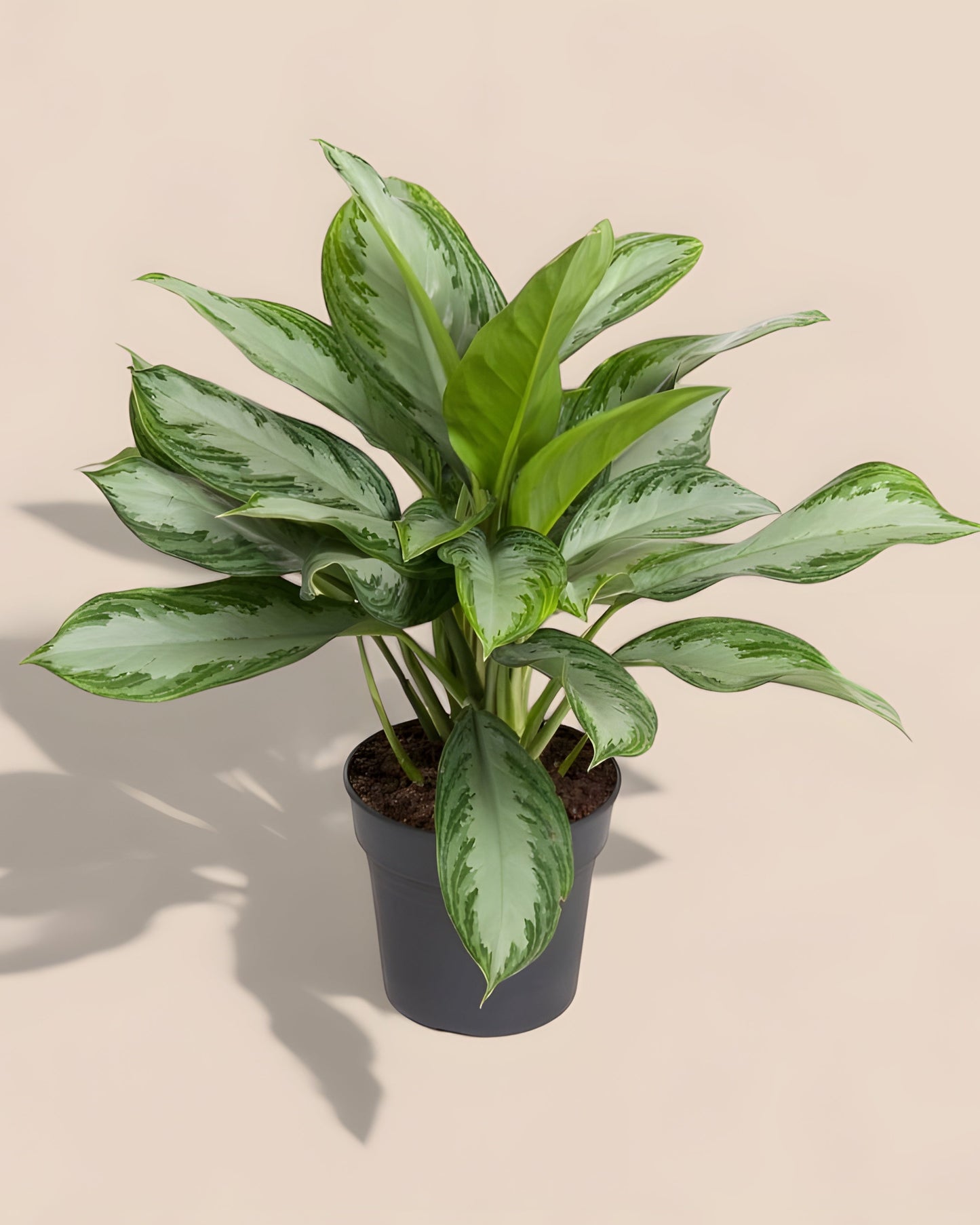 Aglaonema Cutlass