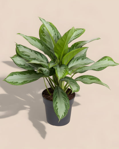 Aglaonema Cutlass